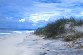 Assateague Island National Seashore