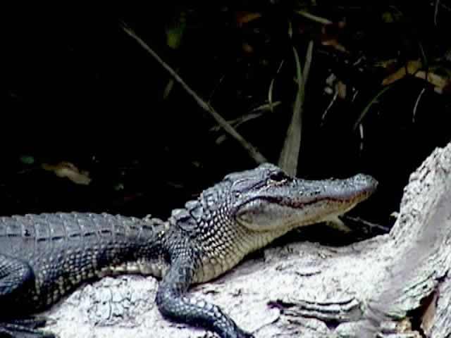 Jean Lafitte National Historical Park and Preserve