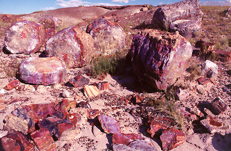 Petrified Forest National Park